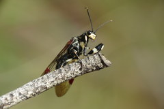 Calomantispa venusta