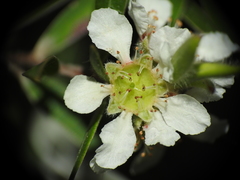 Leptospermum whitei
