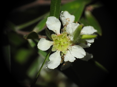 Leptospermum whitei