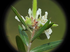 Leptospermum whitei