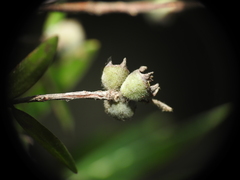 Leptospermum whitei