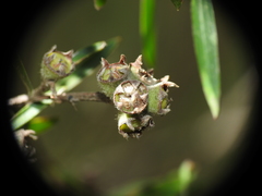Leptospermum whitei