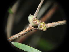 Leptospermum whitei