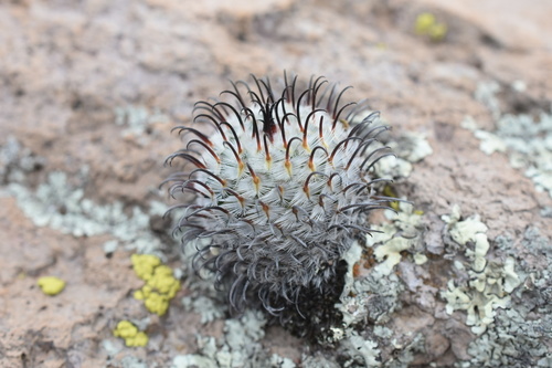 Mammillaria perezdelarosae