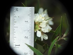 Leptospermum whitei