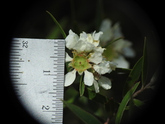 Leptospermum whitei
