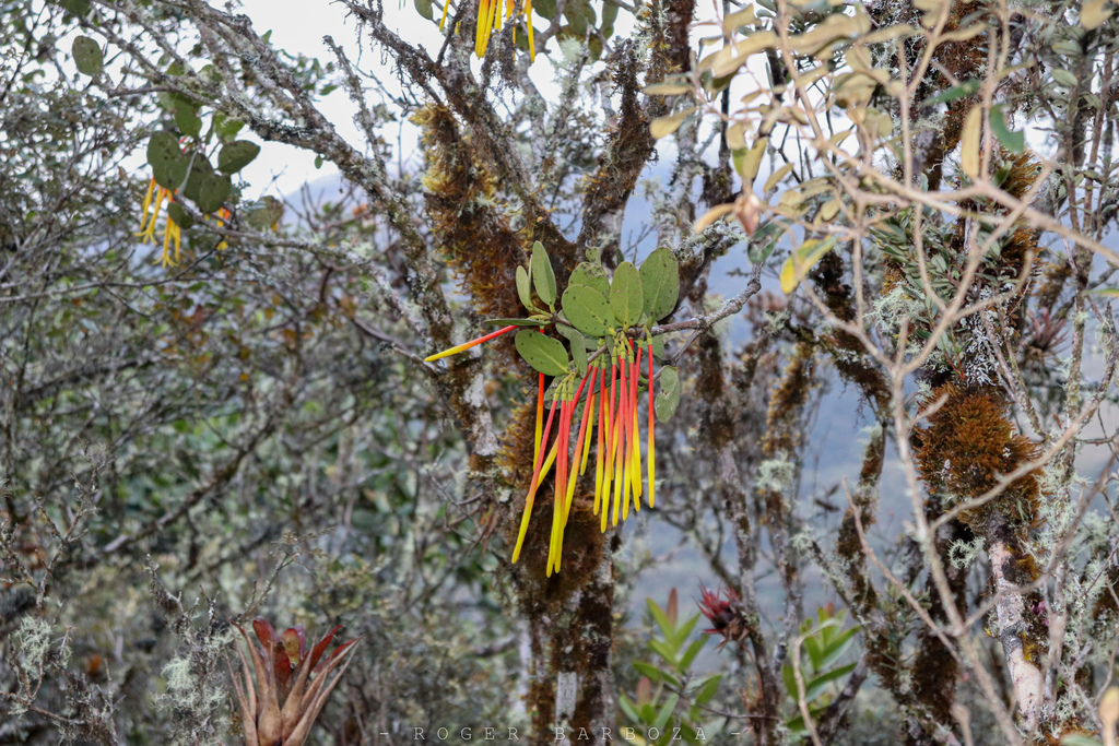 Aetanthus andreanus