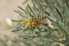 Cerceris spinipectus