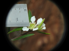 Leptospermum whitei