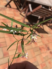 Geitonoplesium cymosum