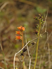 Echeveria bicolor