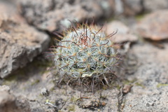 Mammillaria gilensis