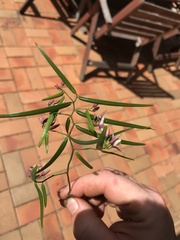 Geitonoplesium cymosum