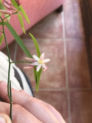 Geitonoplesium cymosum