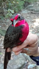 Rhodinocichla rosea