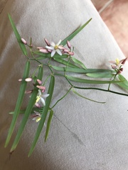 Geitonoplesium cymosum