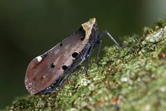 Penthicodes atomaria