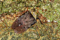 Penthicodes atomaria