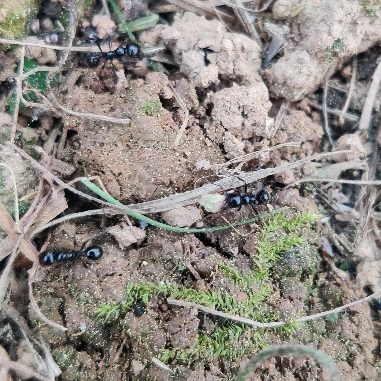 Messor himalayanus