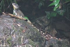 Physignathus cocincinus