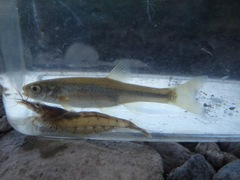 Rhynchocypris steindachneri