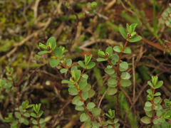 Euphorbia orbiculata
