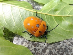Poecilocoris druraei