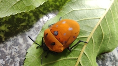 Poecilocoris druraei