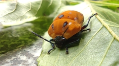 Poecilocoris druraei
