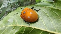 Poecilocoris druraei