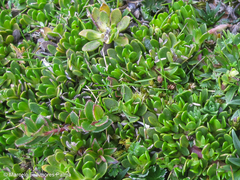 Baccharis caespitosa