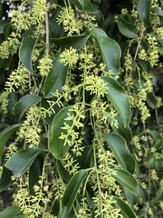 Struthanthus syringifolius