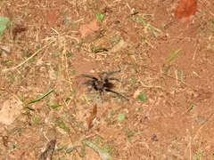 Acanthoscurria