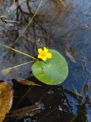 Nymphoides fallax
