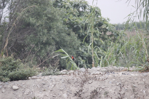 Peruvian Meadowlark (Leistes bellicosus), photo 7