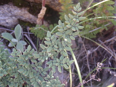 Argyrochosma limitanea