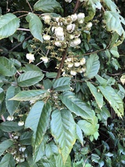 Rubus nebulosus