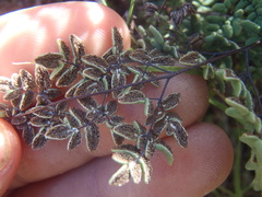 Argyrochosma limitanea