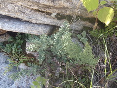 Argyrochosma limitanea