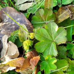 Alchemilla tubulosa
