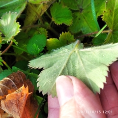 Alchemilla tubulosa