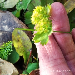 Alchemilla tubulosa