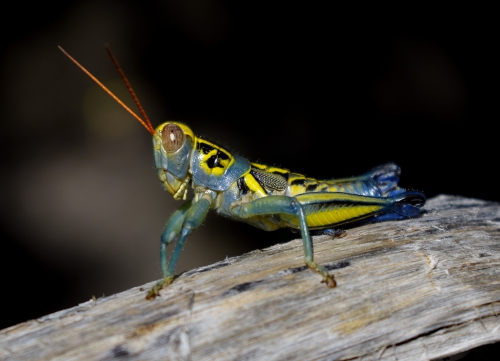 Barytettix tridens