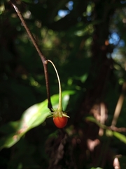 Lycianthes stephanocalyx