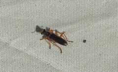 Lemidia