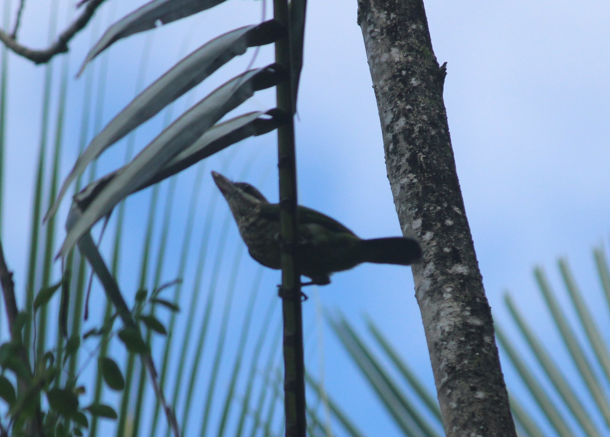 White-cheeked Barbet
