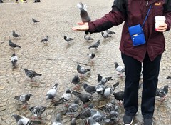 Columba livia domestica