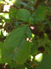 Lycianthes stephanocalyx