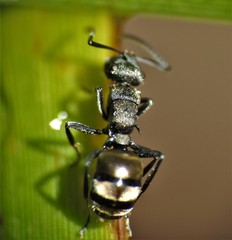 Polyrhachis mjobergi