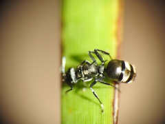 Polyrhachis mjobergi